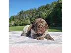 German Shorthaired Pointer Puppy for sale in Spout Spring, VA, USA