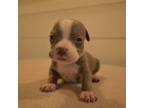 Mutt Puppy for sale in Sebring, FL, USA