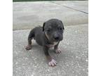 Mutt Puppy for sale in Sebring, FL, USA