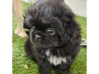 Pekingese Puppy for sale in Round Rock, TX, USA