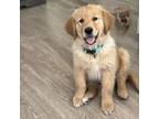 Golden Retriever Puppy for sale in Centennial, CO, USA