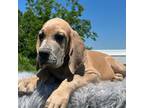 Great Dane Puppy for sale in Locust Grove, OK, USA