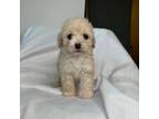 Maltipoo Puppy for sale in Los Angeles, CA, USA