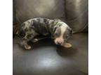American Pit Bull Terrier Puppy for sale in Milton, WV, USA