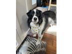 Adopt Buddy - Pending Adoption a Australian Shepherd, Border Collie