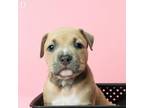 Adopt Sweet Potato Roll a Staffordshire Bull Terrier