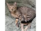 Adopt Thach (Renegade Claws) a American Shorthair