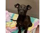 Adopt King Gizzard a Mixed Breed