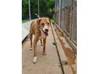 Adopt Duke a Labrador Retriever