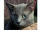 Adopt Toby Keith a Russian Blue, Domestic Short Hair