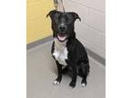 Adopt Leopold a Labrador Retriever