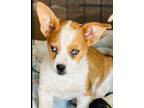 Adopt Chance - C3 a Pembroke Welsh Corgi