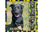 Adopt Guinness (Beefmaster) CFS 240030125 a Rottweiler