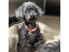 Adopt Blackie a Poodle