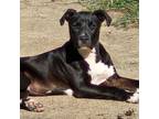 Adopt Monty a American Staffordshire Terrier