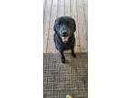 Adopt Bubba a Golden Retriever, Labrador Retriever