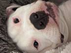 Adopt Whiskey a Bull Terrier, Mixed Breed
