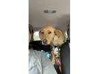 Adopt Caleb a Labrador Retriever