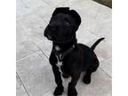 Adopt BRUCE a Staffordshire Bull Terrier