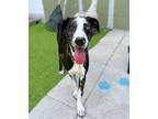 Adopt Knox a Catahoula Leopard Dog