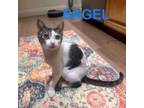 Adopt Bagel a Domestic Short Hair