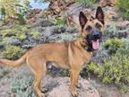 Adopt Jethro - Located in CA a Belgian Shepherd / Malinois