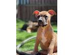 Adopt Thumper of Bambis Litter a Pit Bull Terrier