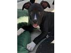 Adopt Bambi of Bambis Litter a Pit Bull Terrier