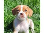 Adopt Charlie (DDs 3) a Shih Tzu, Terrier