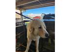 Adopt Stratton a Great Pyrenees