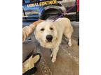 Adopt Briggs a Great Pyrenees