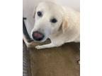 Adopt Dio a Great Pyrenees, Mixed Breed