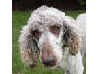 Adopt Ramen Noodle a Standard Poodle