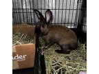 Adopt Stewart a Bunny Rabbit