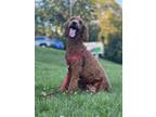 Adopt Tone a Standard Poodle, Mixed Breed