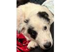 Adopt Lightning a Cattle Dog, Australian Shepherd