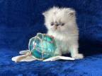 Persian Blue Point Kitten