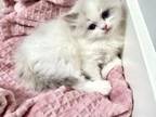 Shay Female Kitten Ragdoll Persian Purrdoll
