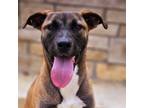 Adopt Flint a Mixed Breed