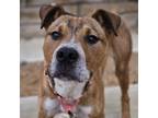 Adopt Miles Davis a Mixed Breed