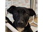 Adopt Levi a Mixed Breed