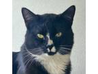 Adopt Arlo a Domestic Short Hair