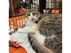 Adopt Barry a Domestic Short Hair