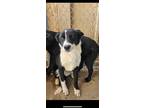 Adopt Juice a Shepherd, Border Collie