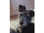 Adopt Andre a Terrier