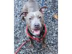 Adopt Osbourne a Pit Bull Terrier, Mixed Breed