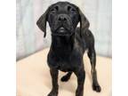Adopt Zion a Labrador Retriever, Terrier