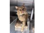 Adopt Screamin Demon a Domestic Medium Hair, Domestic Short Hair