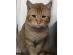 Adopt Schnuffer a Domestic Short Hair