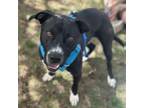 Adopt Washington/ Happy a Black Labrador Retriever, Pit Bull Terrier